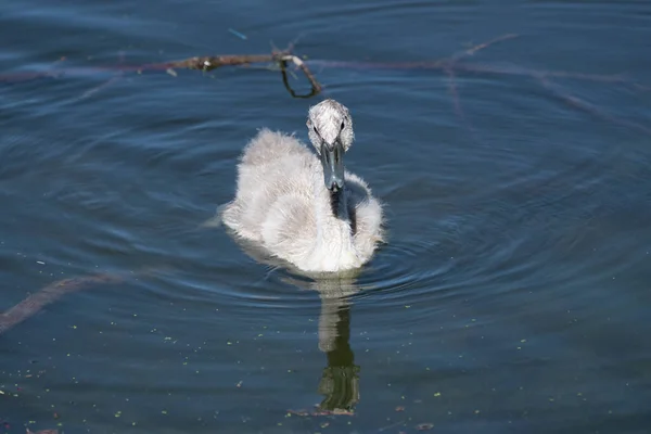 Cygnets Nadando Lago Hermosos Colores Del Agua —  Fotos de Stock