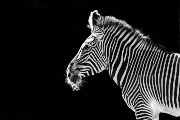 Eine Selektive Fokusaufnahme Eines Zebras Isoliert Auf Schwarzem Hintergrund — Stockfoto