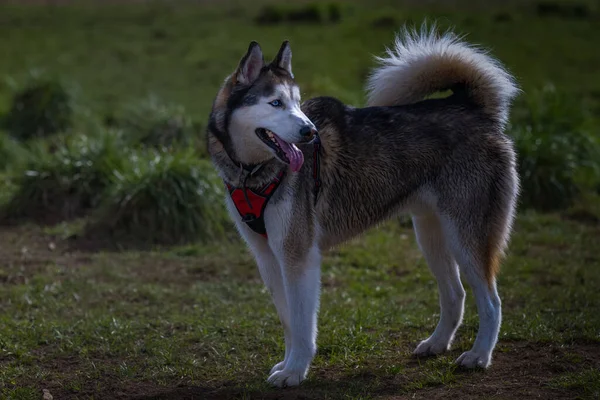 Grand Chien Husky Standing Open Field Leash Dog Area Avec — Photo