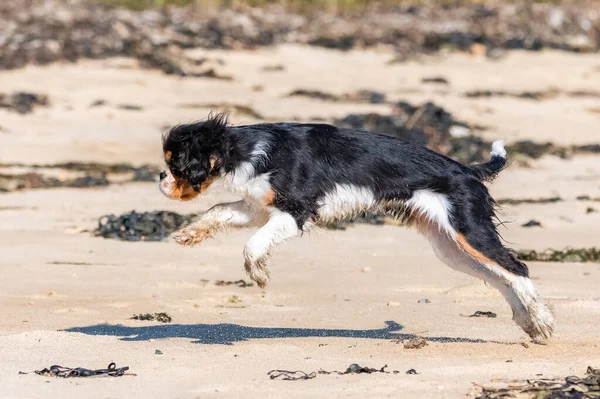 Süvari Bir Köpek Kral Charles Kumsalda Koşan Şirin Bir Köpek — Stok fotoğraf