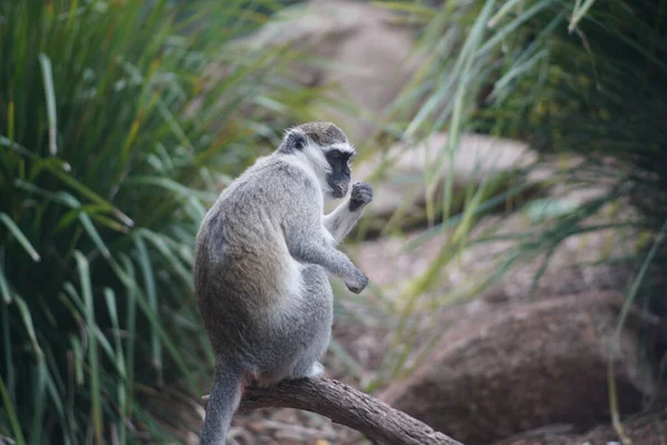 Gros Plan Singe Dans Nature — Photo