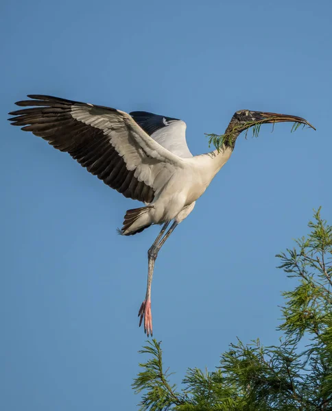 Una Cigüeña Madera Mycteria Americana Vuelo Florida — Foto de Stock