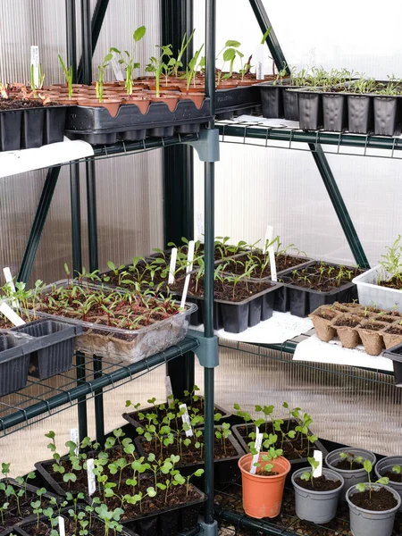 Vertikální Záběr Rostlin Bylin Keřů Semenáčků Transplantačních Květináčích Skleníku — Stock fotografie