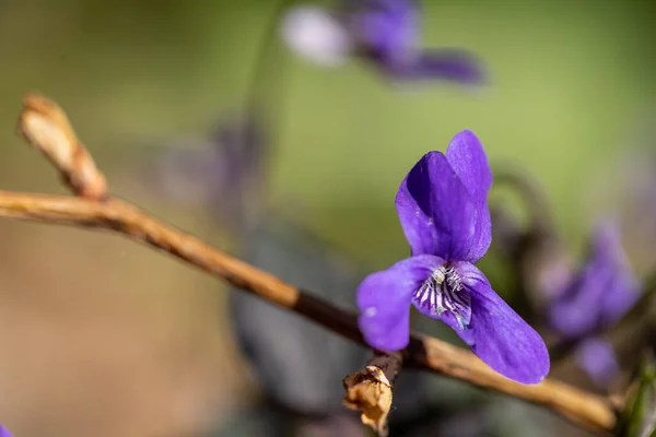 Primer Plano Una Flor Violeta Con Fondo Borroso — Foto de Stock