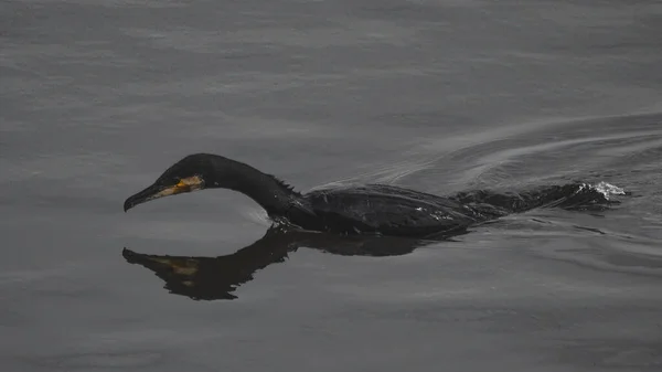 Cormorán Reserva Natural Frampton Marsh Wyberton Inglaterra Reino Unido —  Fotos de Stock