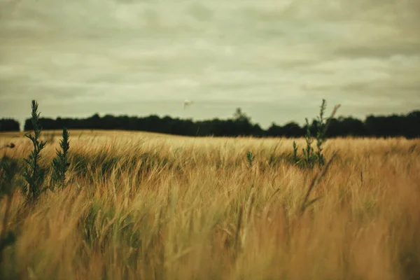 Красивый Снимок Пшеничного Поля Деревьями Заднем Плане Облачно Серым Небом — стоковое фото
