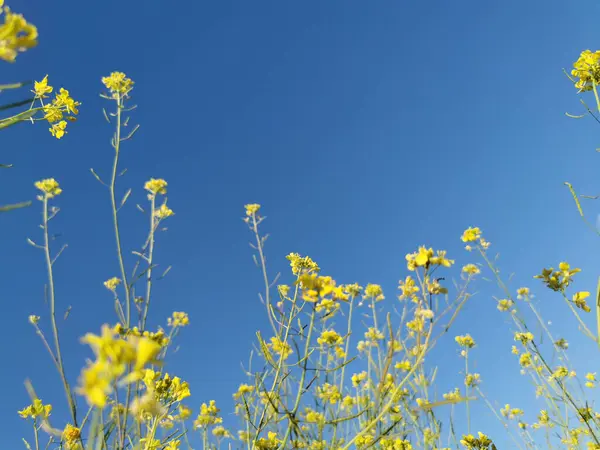 Una Vista Panoramica Fiori Colza Gialli Sfondo Cielo Blu Campo — Foto Stock