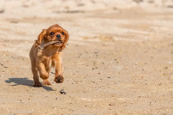 Ein Kavalier Hund König Karl Ein Rubinwelpe Der Strand Mit — Stockfoto