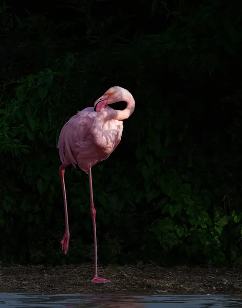 Tiro Vertical Flamingo Rosa Margem Lago — Fotografia de Stock