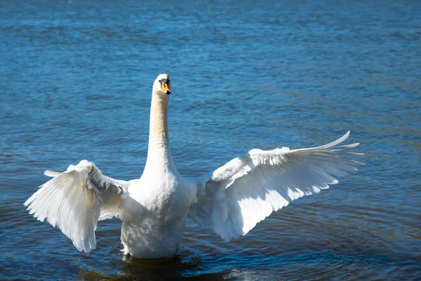 Cisne Blanco Batiendo Las Alas Río Mosela Alemania Aves Acuáticas — Foto de Stock