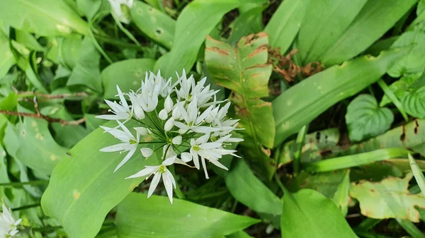 Plan Vertical Fleur Poireau Sauvage Avec Des Feuilles — Photo