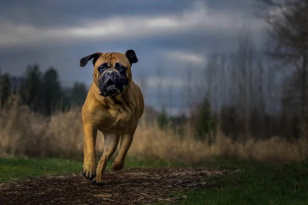 Storslået Female Bullmastiff Running Wood Chip Path Med Næseøjne Med - Stock-foto