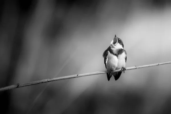 Una Golondrina Esperando Una Caña Para Ser Alimentada Por Madre — Foto de Stock