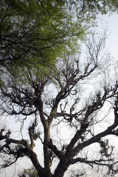Ein Alter Blattloser Baum Zweigt Vereinzelt Himmel Juglans Äste Juglans — Stockfoto