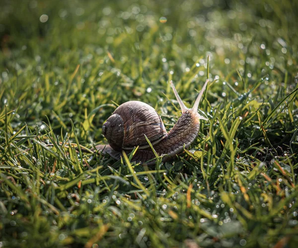 Primer Plano Pequeño Caracol Arrastrándose Sobre Hierba Sobre Fondo Borroso — Foto de Stock