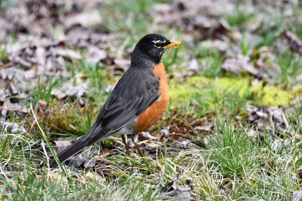 Primer Plano Del Petirrojo Americano Busca Gusanos Turdus Migratorius — Foto de Stock