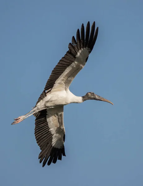 Una Cigüeña Madera Mycteria Americana Vuelo Florida — Foto de Stock