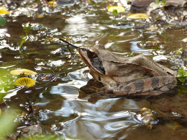 Een Close Van Moor Kikker Het Water Rana Arvalis Geselecteerde — Stockfoto