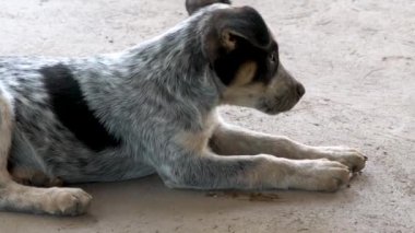 Küçük köpek yalnız, üzgün ve ihmal edilmiş.
