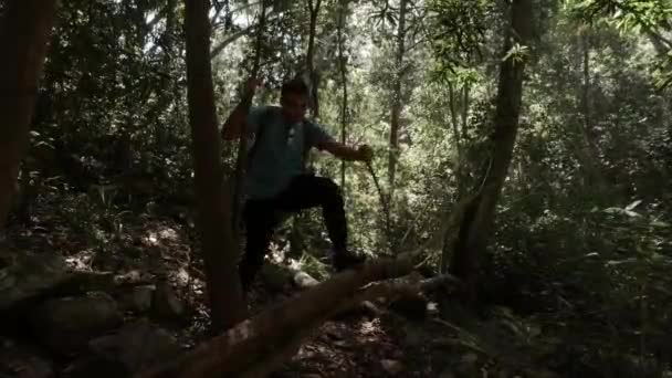 Mladý Hispánský Turista Kráčející Kmeni Stromu Lese Knysna — Stock video