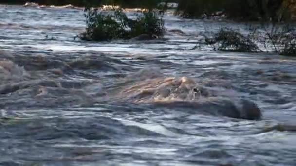 南非的一条被污染的瓦尔河在雨后泛滥 — 图库视频影像
