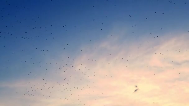 Stor Flock Fåglar Flyger Mot Den Blå Solnedgången Himlen Våren — Stockvideo