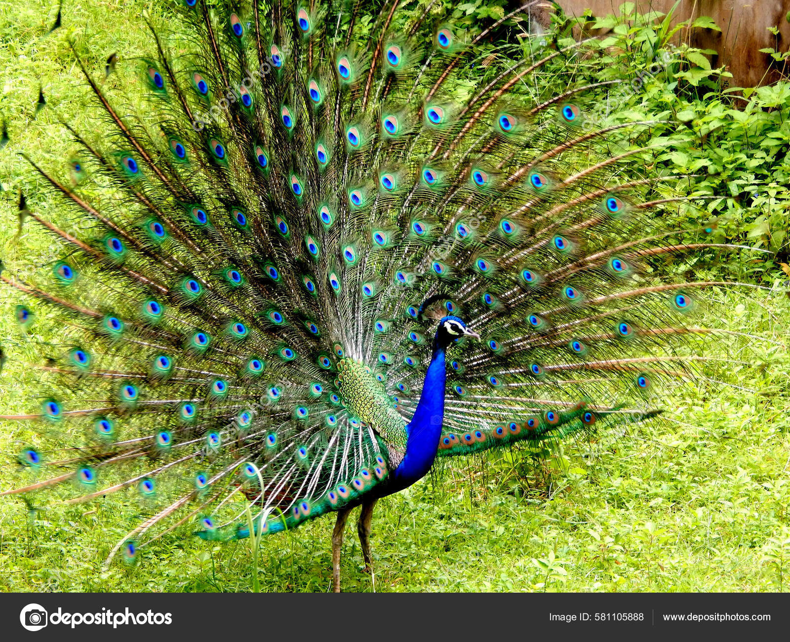 Peacock Dancing Nature National Bird India — Stock Photo