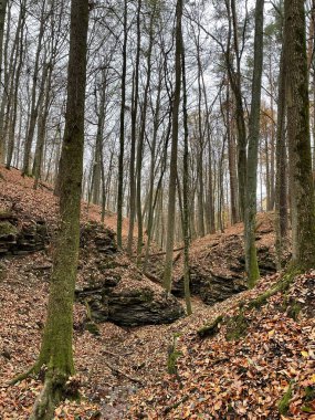 Ormandaki sonbahar ağaçlarının dikey görüntüsü.