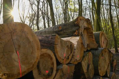 Ormanda ağaçların üst üste bindiği yakın plan bir çekim.