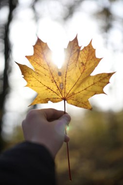 Gün batımında arka planda bir erkeğin sonbahar yaprağını tutarken çekilmiş dikey bir görüntüsü.