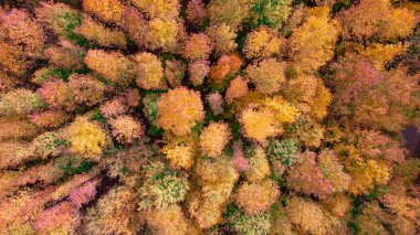 Sonbahar altın ormanının en üst görüntüsü.