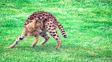 Yeşil parkta koşan ve oynayan bir Leptailurus.