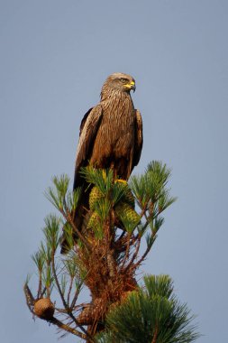 Ağaçta duran siyah bir uçurtmanın dikey görüntüsü.