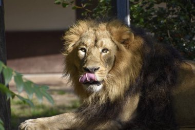 Yerde yatan ve burnunu yalayan bir aslanın portresi.