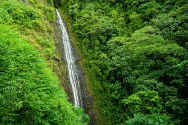 Oahu Hawai 'deki muhteşem Manoa Şelalesi Kapanışı