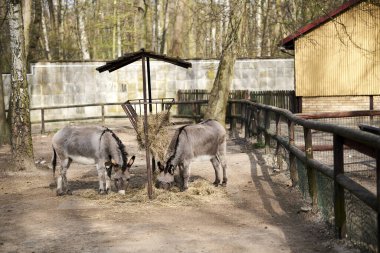 Yeni hayvanat bahçesinde iki eşek ahşap çitlerin içinde yemek yiyor.