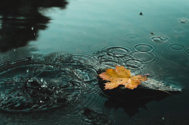 Gölün yüzeyinde kurumuş bir sonbahar yaprağının su damlalarıyla yakın plan çekimi.