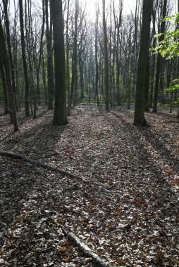 Gün boyunca gri tonda ağaçlarla çevrili bir ormanın dikey görüntüsü.