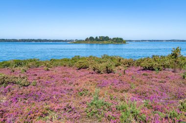Morbihan körfezinde Ile-aux-Moines, fundalık fundalık çiçek