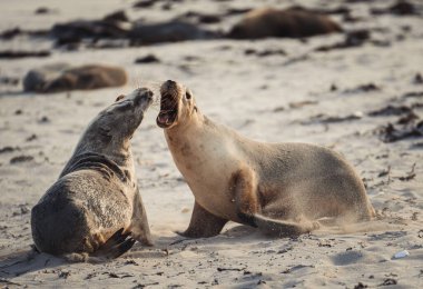 Kumsalda birbirlerinin altında oynayan iki sevimli kahverengi fokun yakın çekimi.