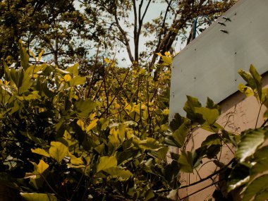 Kosta Rika 'da bir yerleşim bölgesinde yeşil yapraklı ağaçların düşük açılı görüntüsü.