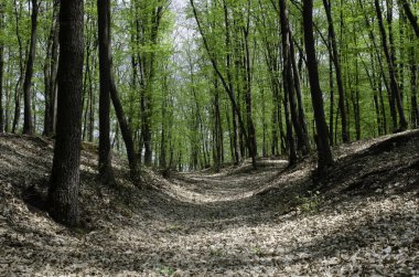 İlkbaharda uzun ağaçların olduğu bir ormanda güzel bir manzara.