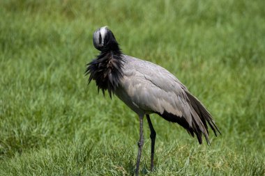 Arka planda bulanık bir şekilde demoiselle vinç görüntüsü.