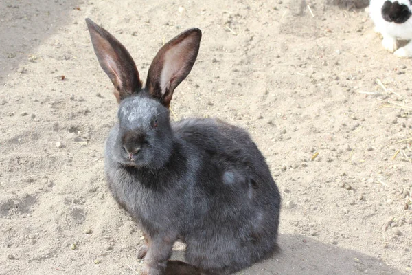 A closeup of an adorable Flemish Giant rabbit in the farm