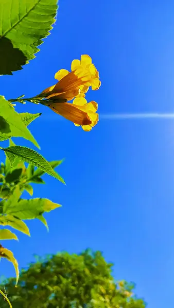 Gele Bloem Blauwe Hemel Tuin Zonneschijn — Stockfoto