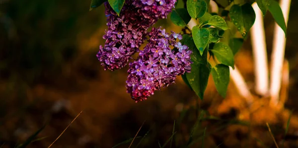 Une Branche Lilas Fleurs Avec Des Feuilles Vertes Des Gouttelettes — Photo