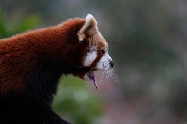 Zdjęcie Bliska Czerwonej Pandy Ailurus Fulgens — Zdjęcie stockowe