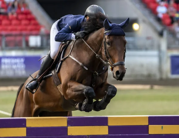 Equestre Profissional Uma Corrida Cavalos Marrons Durante Sydney Agricultural Show — Fotografia de Stock