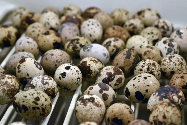 Quail Eggs Considered Delicacy Many Parts World — Stock Photo, Image