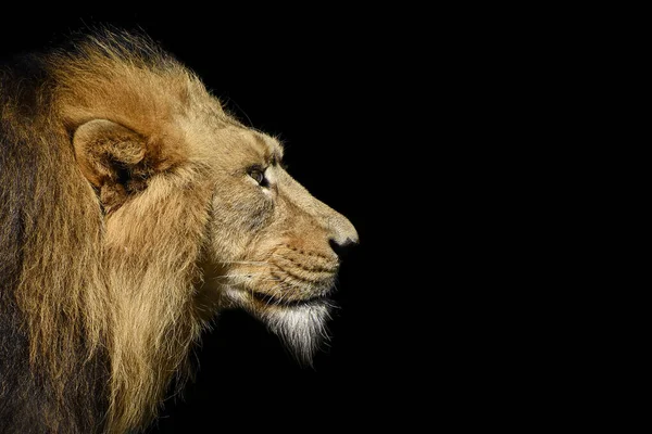 Ein Löwenkopf Isoliert Auf Schwarzem Hintergrund — Stockfoto